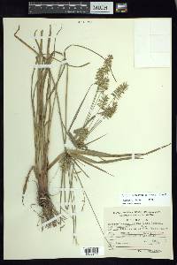 Cyperus hermaphroditus image