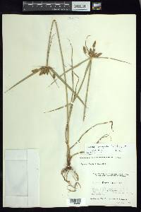 Cyperus aggregatus image