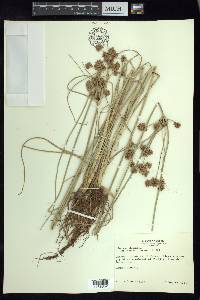 Cyperus elegans image