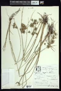 Cyperus elegans image