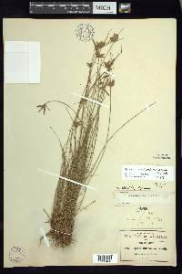 Cyperus aschenbornianus image