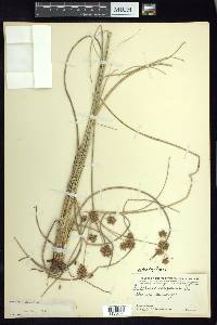 Cyperus elegans image