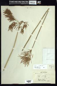 Cyperus articulatus image