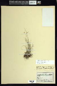 Cyperus arsenei image