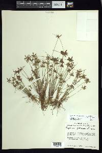 Cyperus flavescens var. piceus image