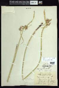 Cyperus dioicus image