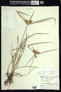 Cyperus aggregatus image