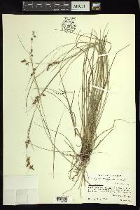 Carex polystachya image