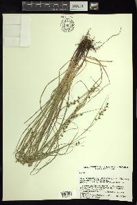 Carex polystachya image