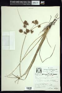 Cyperus elegans image