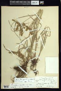 Cyperus hermaphroditus image