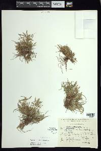 Cyperus compressus image