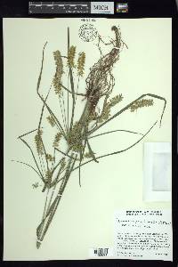 Cyperus hermaphroditus image