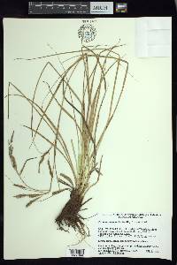 Carex tunimanensis image