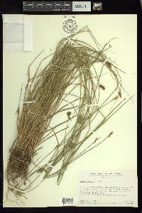 Carex subfusca image