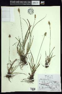 Carex xalapensis image