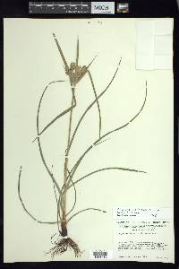 Cyperus ciliatus image