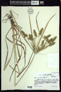 Cyperus hermaphroditus image