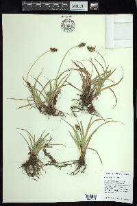 Carex xalapensis image