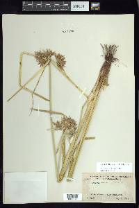 Cyperus dioicus image