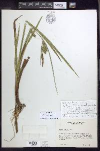 Carex polysticha image