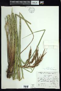 Carex tuberculata image