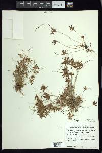 Cyperus flavescens image