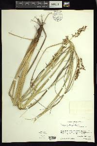 Carex polystachya image