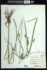 Cyperus dentoniae image