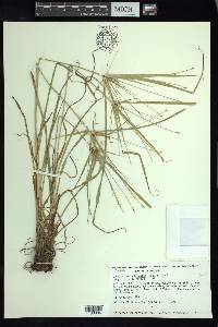 Cyperus hermaphroditus image