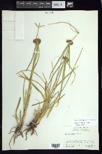 Cyperus dioicus image