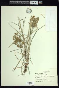 Cyperus ciliatus image