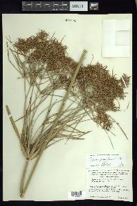 Cyperus giganteus image