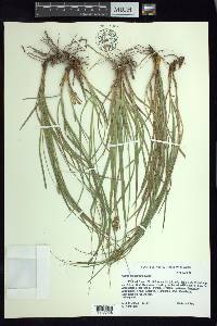 Carex xalapensis image