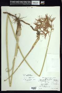 Cyperus articulatus image