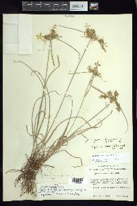 Cyperus calderoniae image