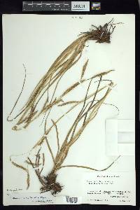 Carex tunimanensis image