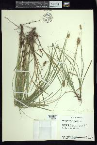 Carex xalapensis image