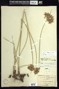 Cyperus articulatus image