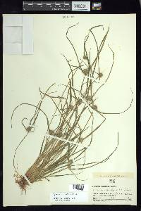 Cyperus humilis image