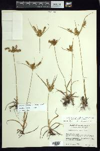 Cyperus hermaphroditus image