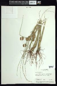 Cyperus elegans image