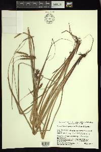 Carex rhynchoperigynium image
