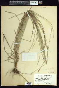 Carex xalapensis image