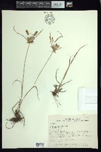 Cyperus aggregatus image