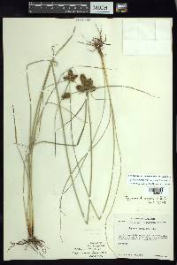 Cyperus manimae image