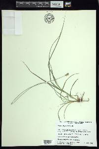 Carex xalapensis image