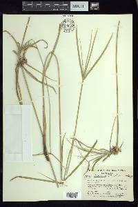 Cyperus dioicus image