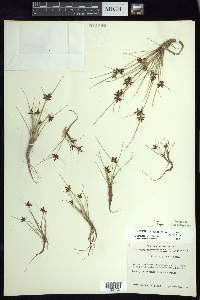 Cyperus flavescens var. piceus image