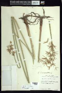 Cyperus articulatus image